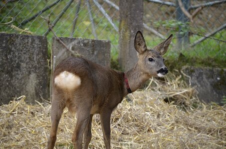 Kitz brown young deer