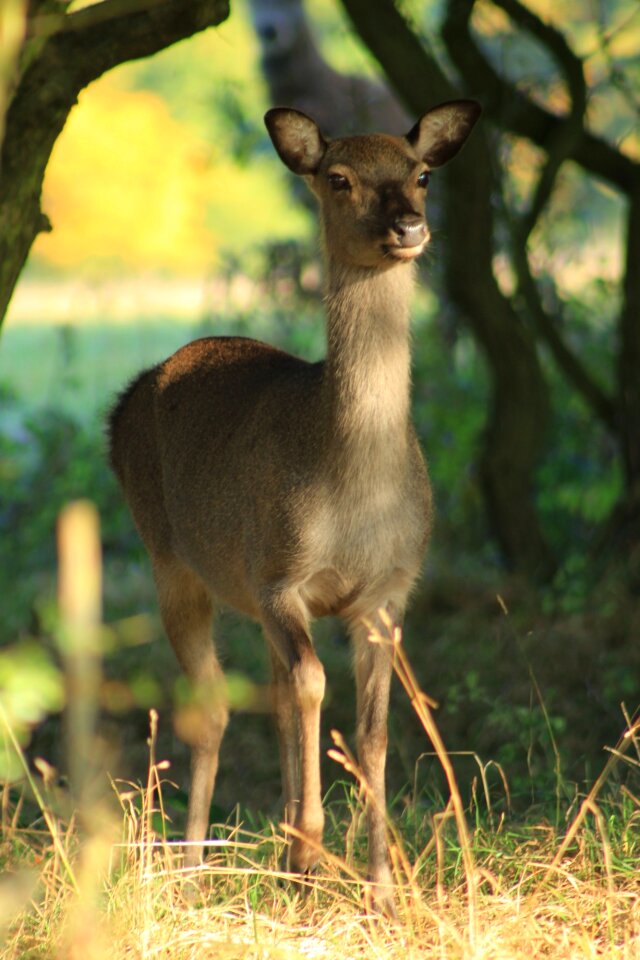 Wildlife mammal