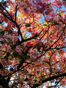Japanese cherry sky branch