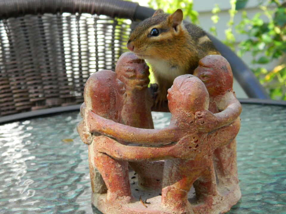 Striped rodents table