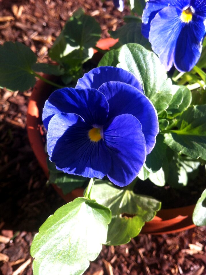 Nature bloom petal