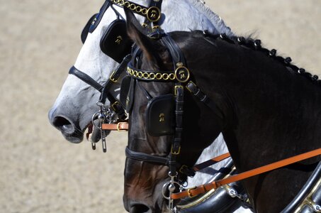 Rap coach horse head