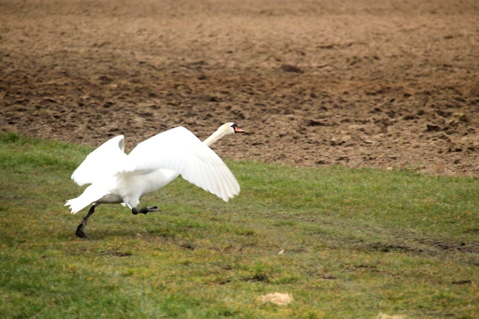Nature water bird swing