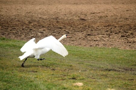 Nature water bird swing