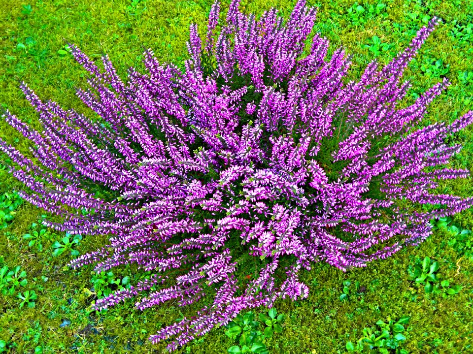 Heather winter -schneeheide hardy