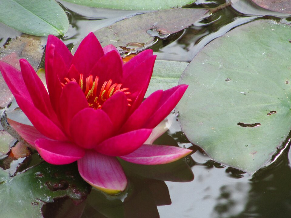 Red pond water lily