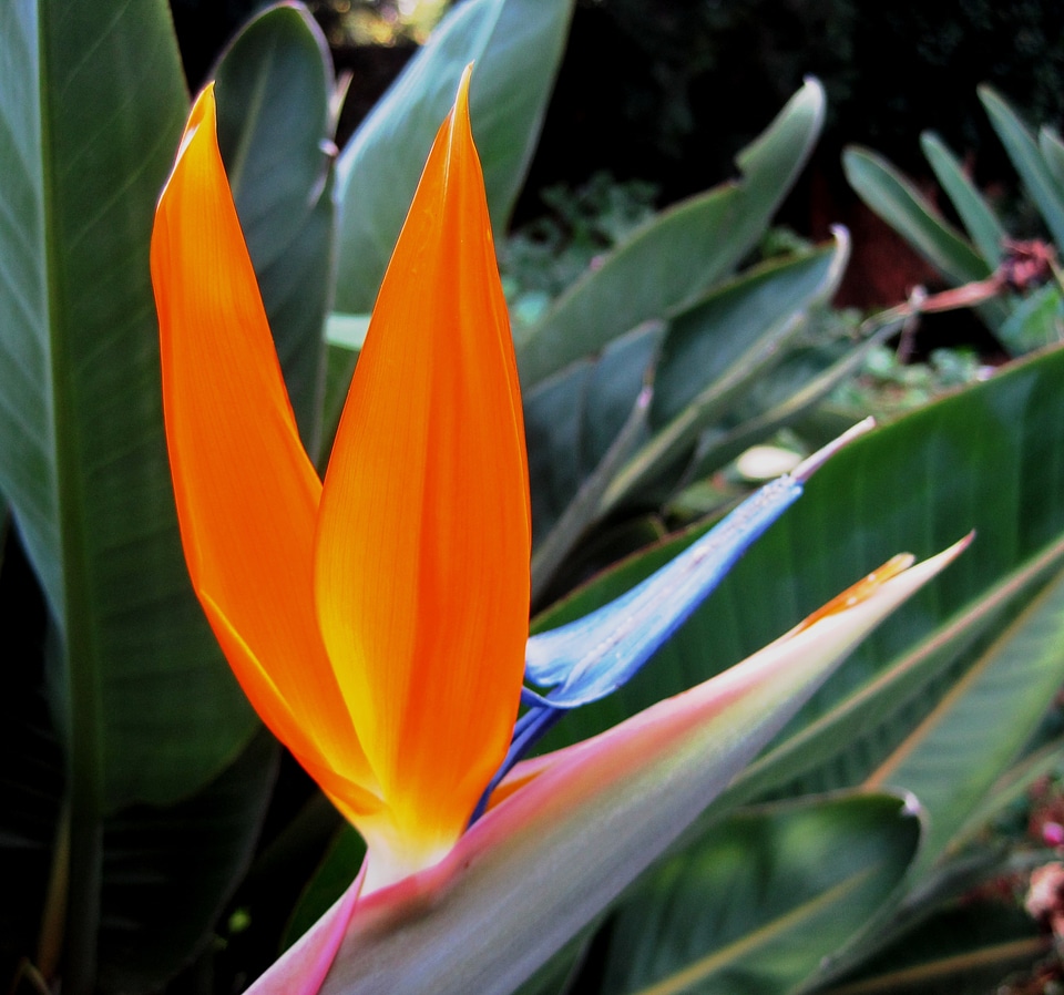 Blue white bird of paradise