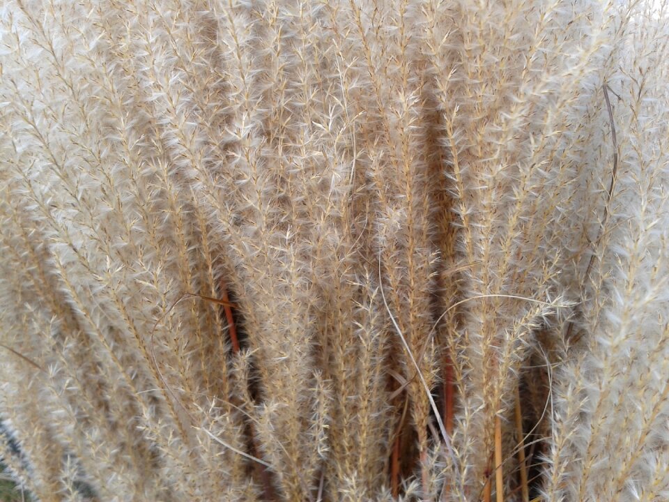Agriculture nature cornfield