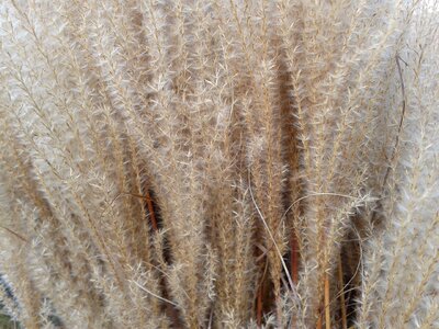 Agriculture nature cornfield