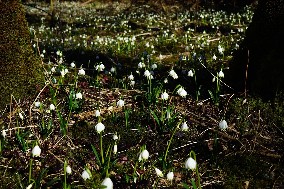 Spring flower blossom bloom