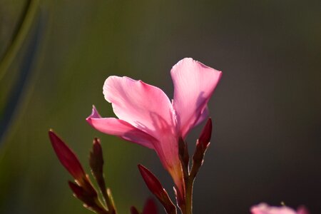 Flower nature plant photo