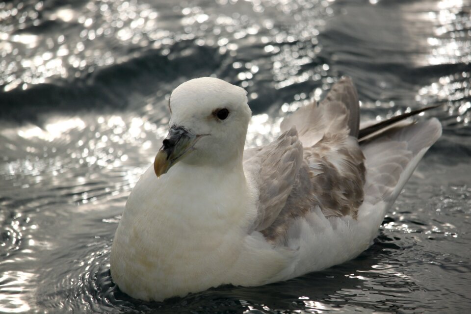 Måsfågel swimming sea