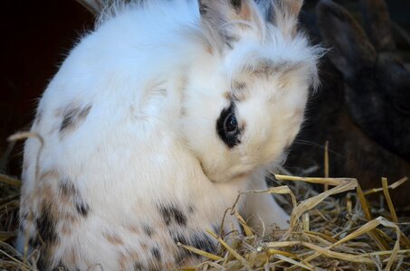 Rabbit pet close up photo