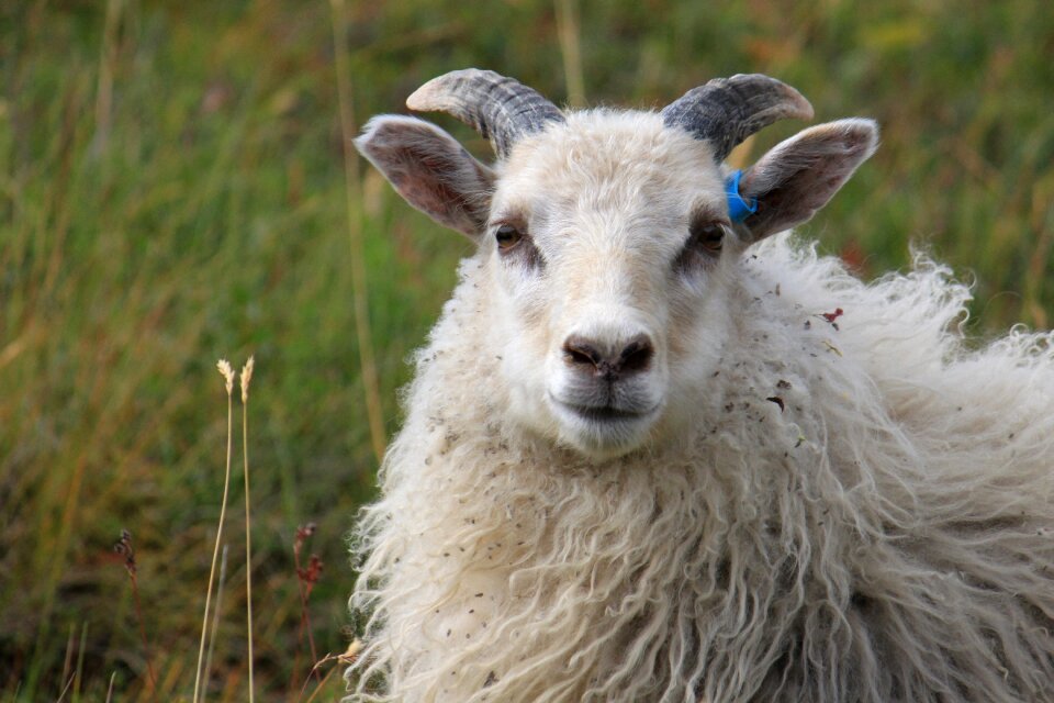Grazing lamb both