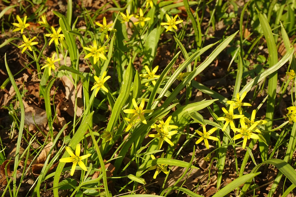 Bloom flower yellow