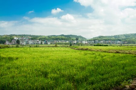 Sunshine in rural areas rice