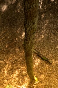 Wood forest tree bark photo