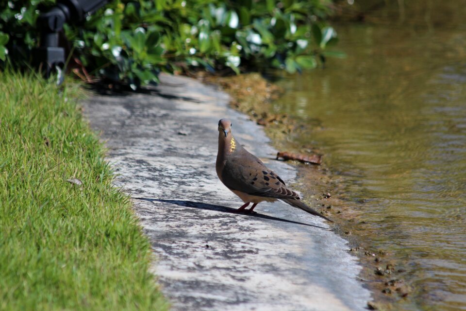 Columbina passerina body of water feathered race