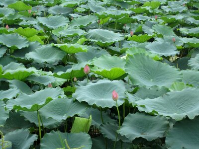 Lotus flowers lotus pond relax