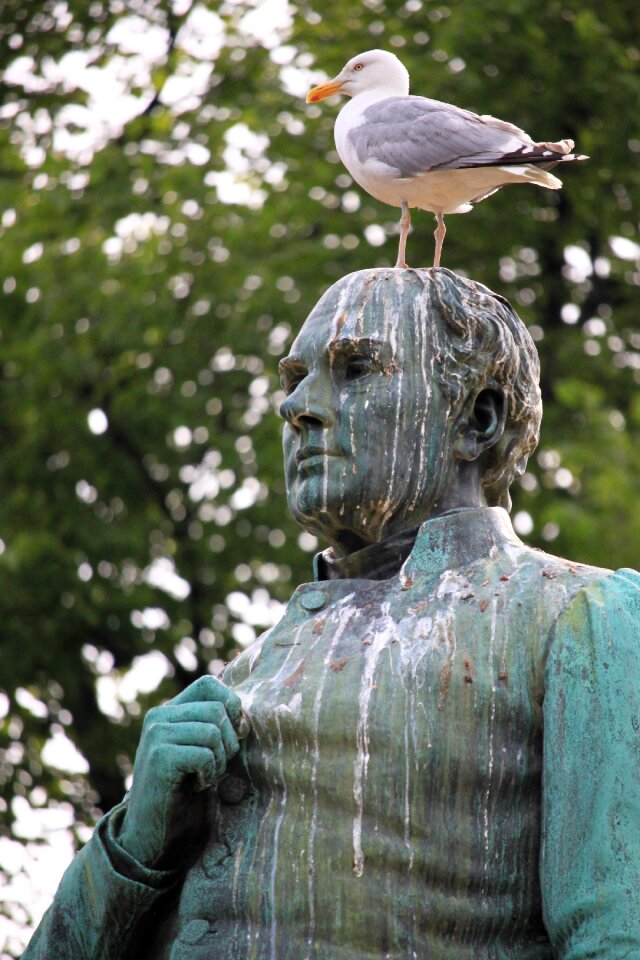 Bird droppings degrading bird