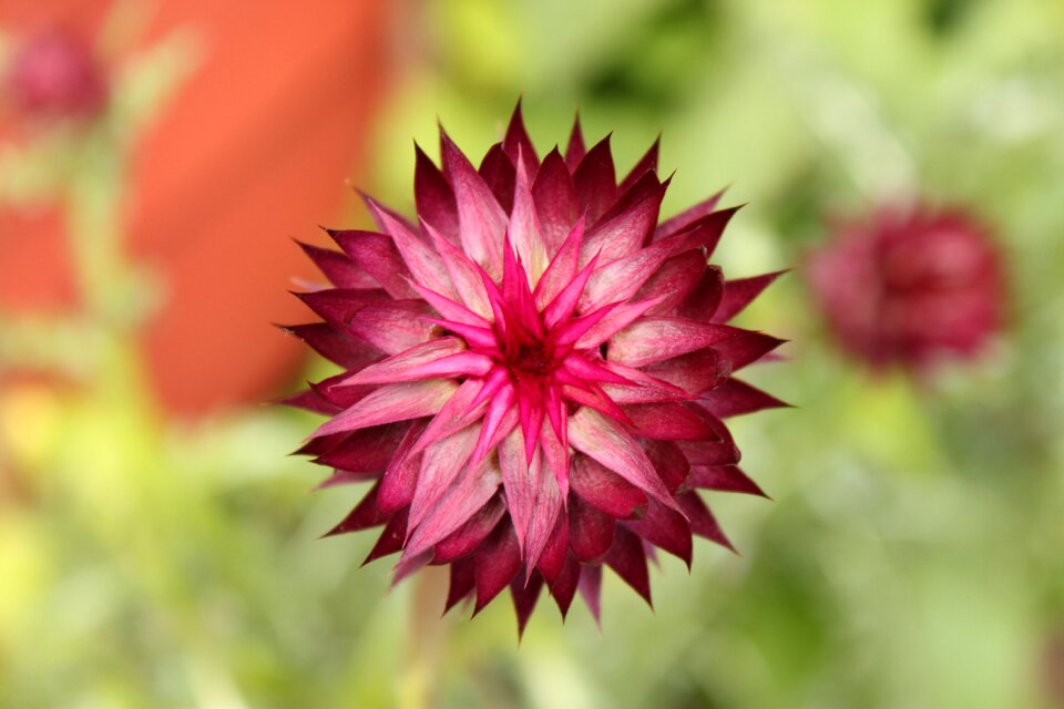 Nature pointed petals burgundy