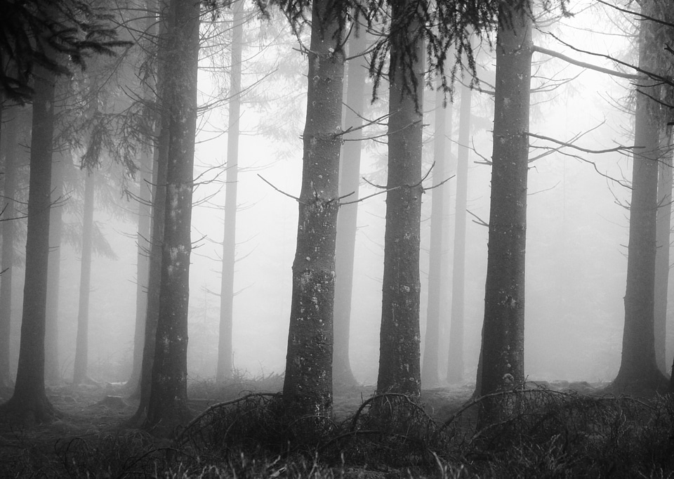 Mystical landscape trees
