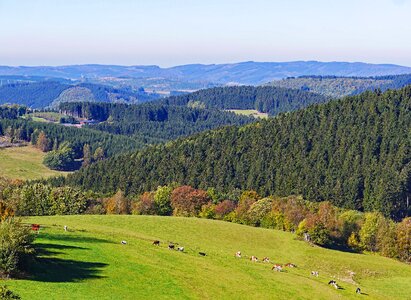 Schomberg forest distant view