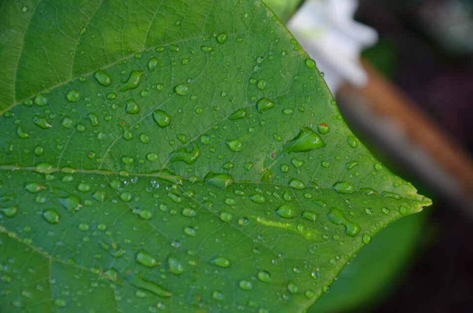 Drip drop of water raindrop