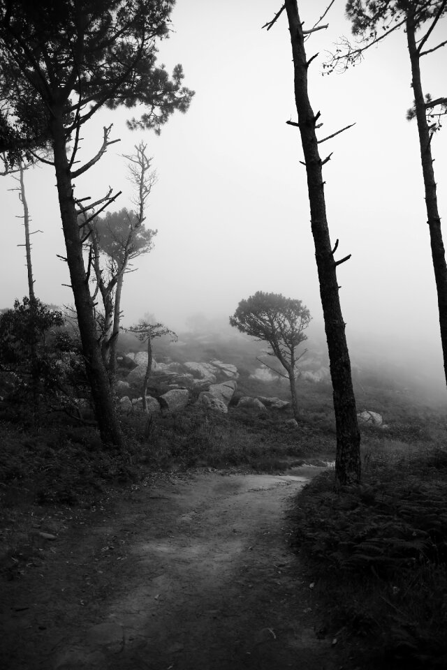 Black and white trees landscape