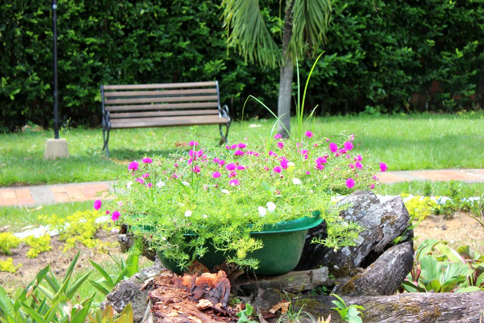 Nature flower peace