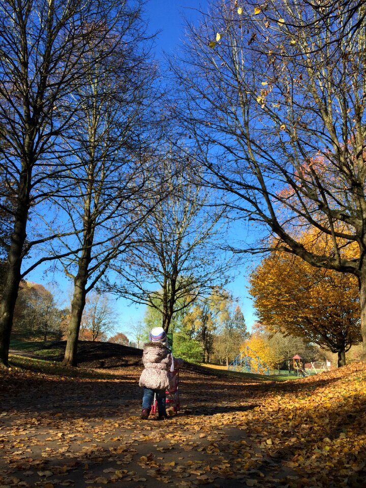 Golden autumn tree in the fall mood