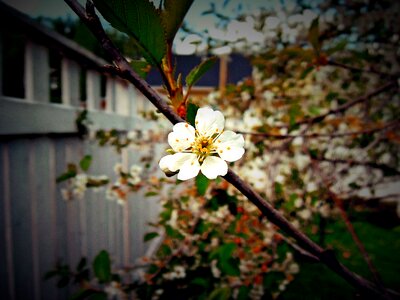 Branch apple fruit