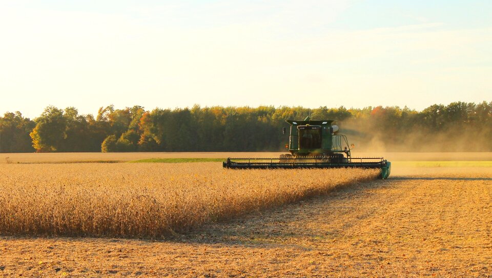 Soybean sunset agriculture photo