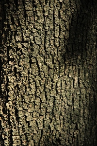 Bark tree bark background photo