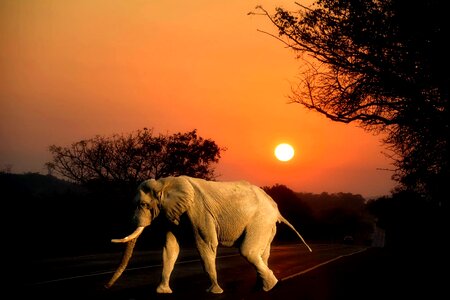 Elephant kruger park south africa