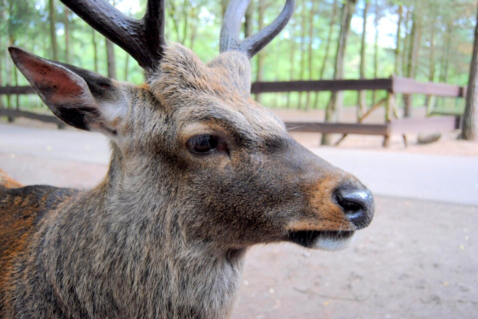 Zoo hirsch wild animal
