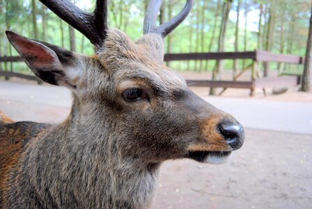 Zoo hirsch wild animal