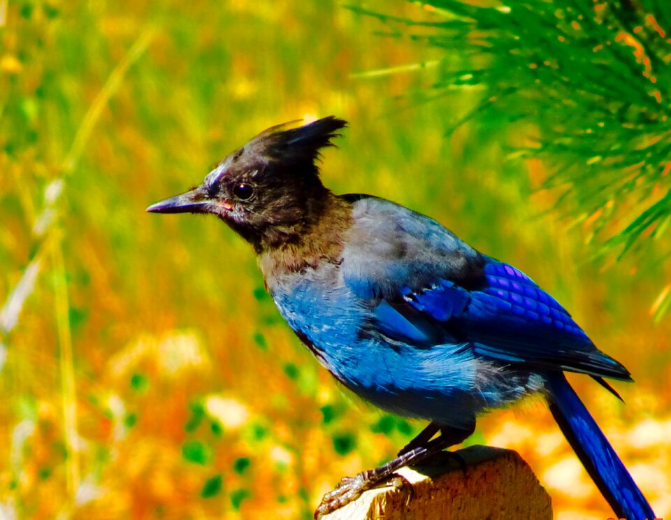 Feather perched photo