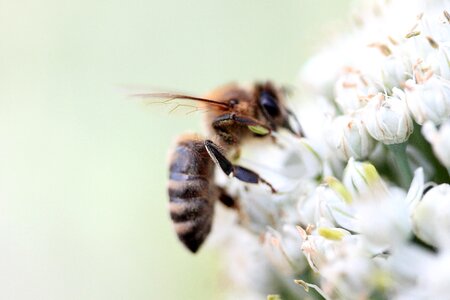 Macro nature pollination