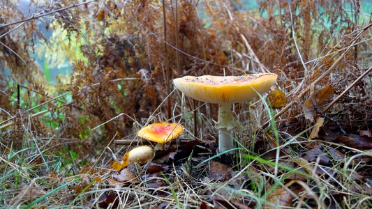 Leaves fall colors mushroom