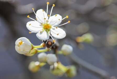 Stamen white wood