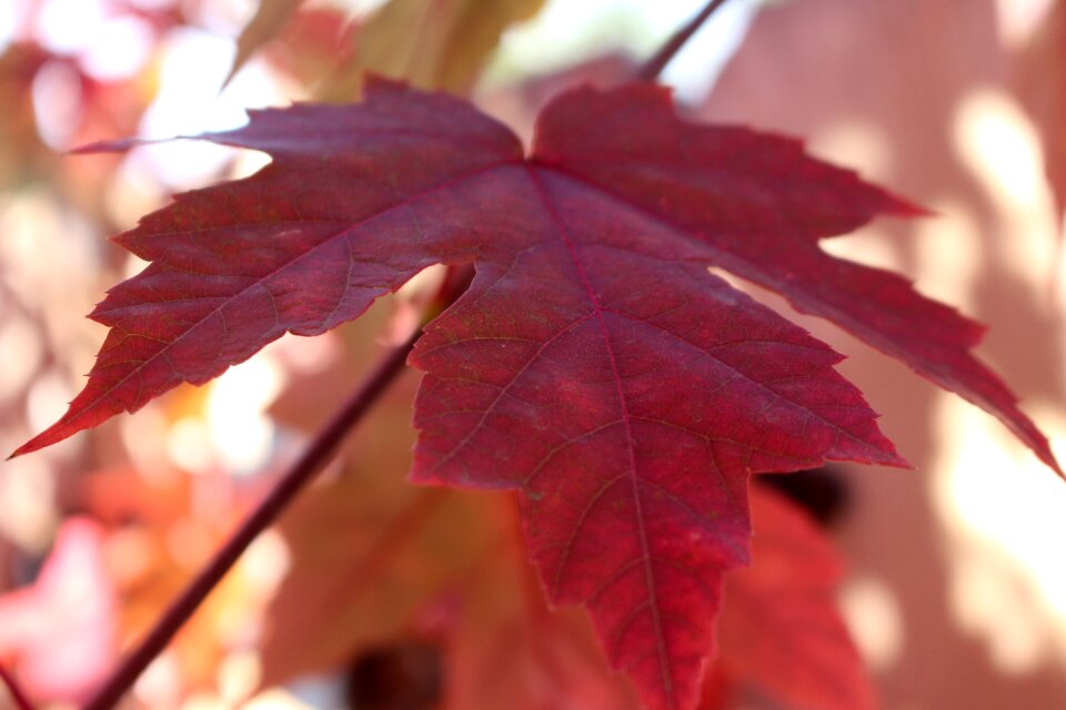 Maple tree october