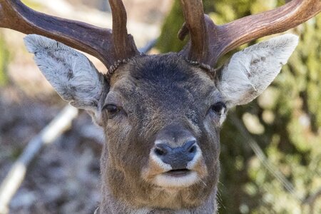 Fallow deer antlers main