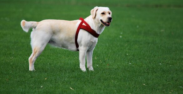 Labrador white walk