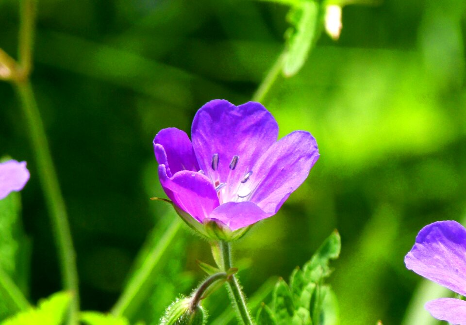 Flowers spring atmosphere