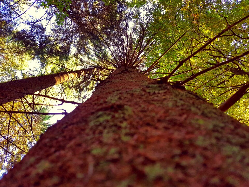 Forest nature aesthetic