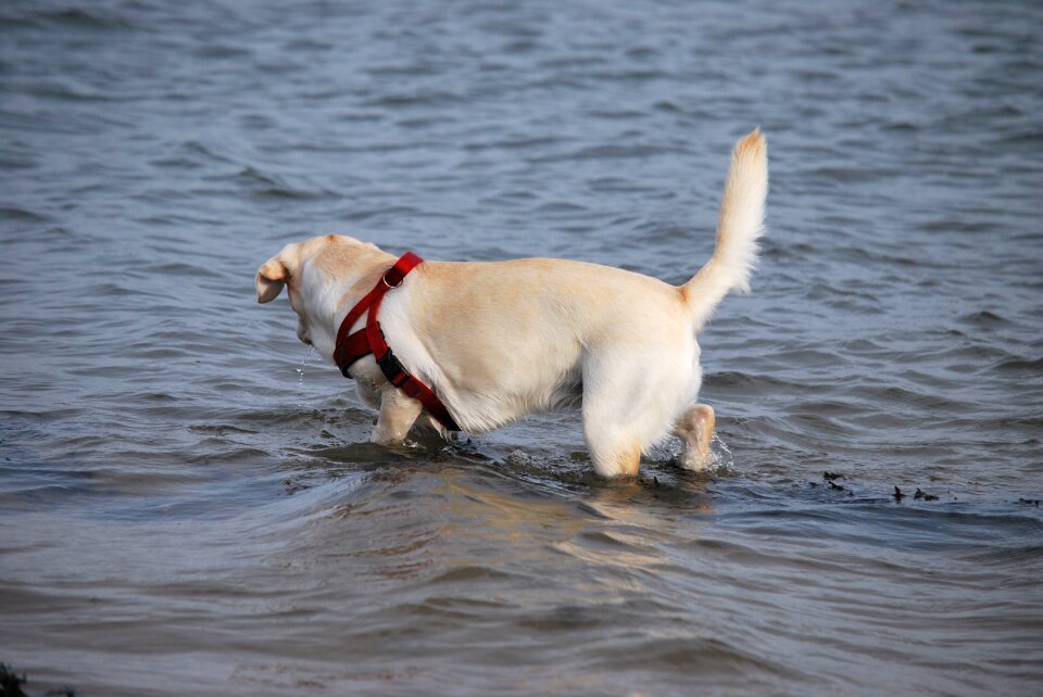 Labrador white walk