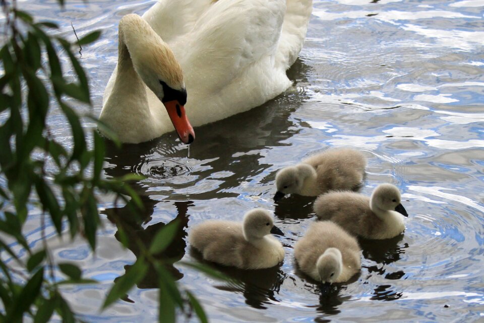 Swimming birds lake