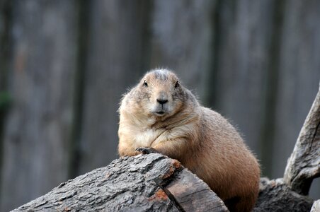 Cute zoo curious
