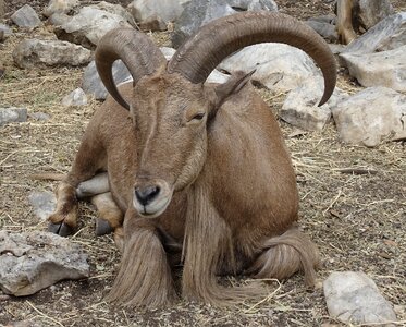 Goat africa
